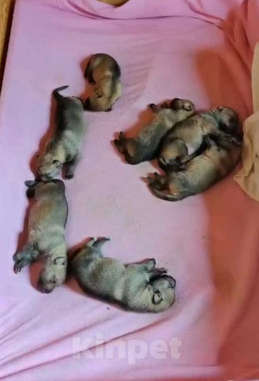 Собаки в Москве: Щенки чехословацкого влчака доступны для брони Девочка, 100 000 руб. - фото 2