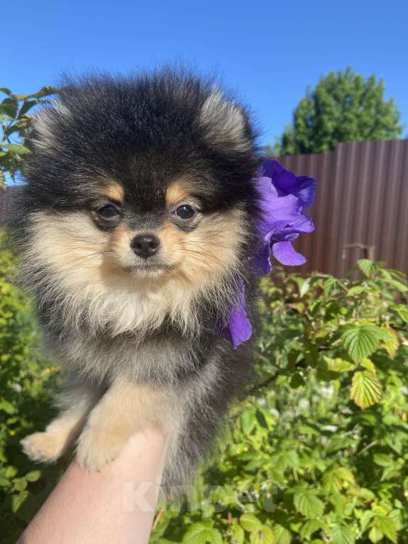 Собаки в Калуге: Продается девочка шпиц Девочка, 30 000 руб. - фото 2