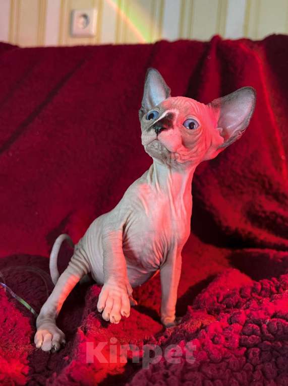 Кошки в Воронеже: Канадский сфинкс котёнок Мальчик, 15 000 руб. - фото 3