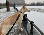 Собаки в Москве: Щенок в добрые руки. Щенок ищет дом. Девочка, Бесплатно - фото 2