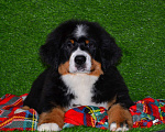 Собаки в Москве: Девочка Бернский зенненхунд  Девочка, 120 000 руб. - фото 1