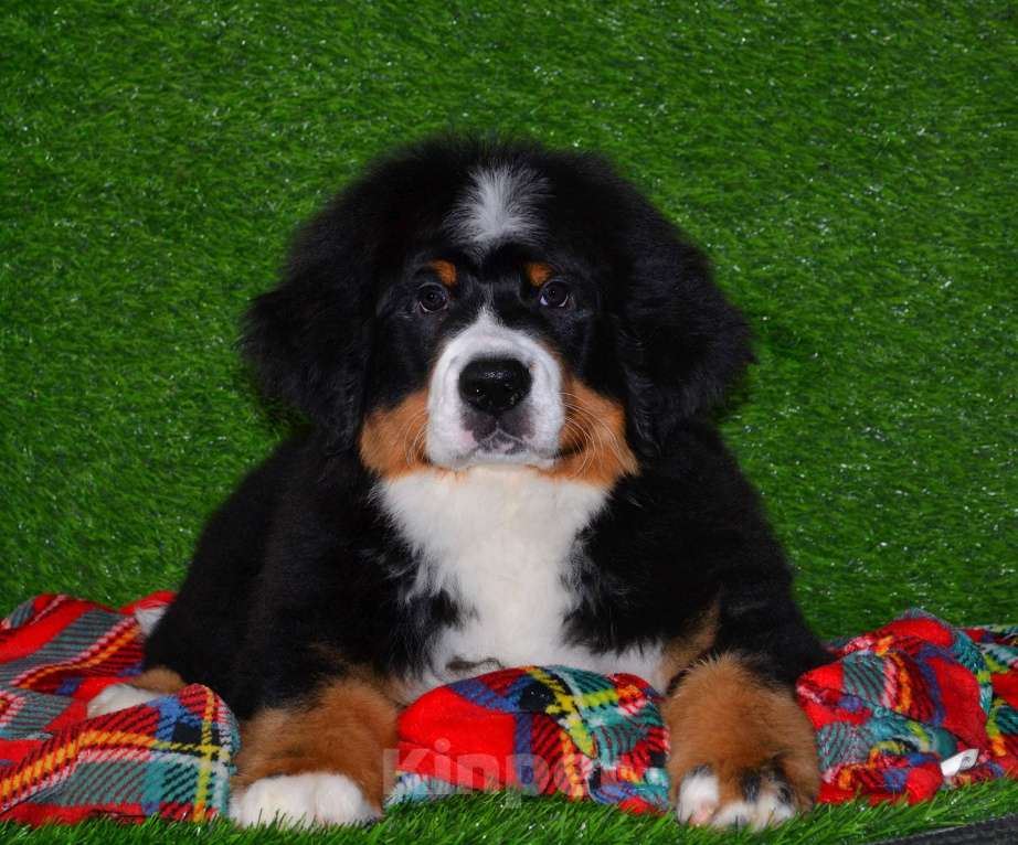 Собаки в Москве: Девочка Бернский зенненхунд  Девочка, 120 000 руб. - фото 1