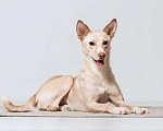 Собаки в Москве: Белочка - собачка без части задних лапок ищет своего человека! Девочка, Бесплатно - фото 1