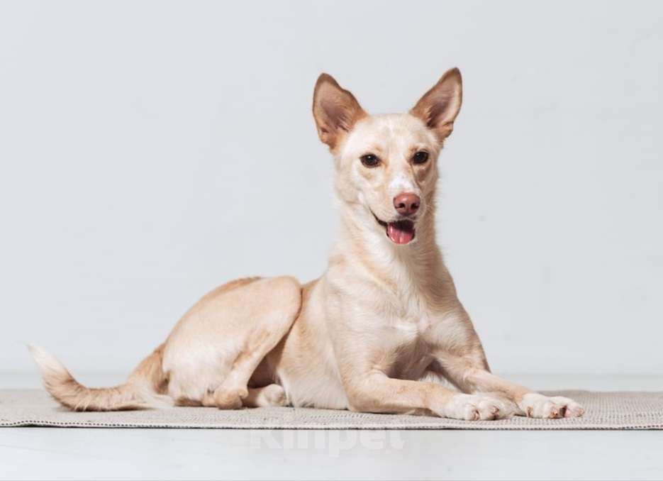 Собаки в Москве: Белочка - собачка без части задних лапок ищет своего человека! Девочка, Бесплатно - фото 1