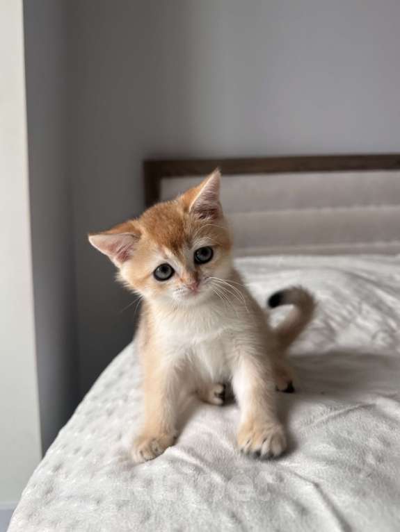 Кошки в других городах Московской области: Британская золотая шиншилла Ny11, ny12 Мальчик, 45 000 руб. - фото 1