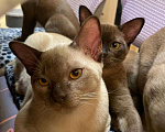Кошки в Москве: Бурманские котята Девочка, Бесплатно - фото 4