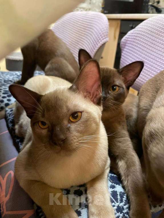 Кошки в Москве: Бурманские котята Девочка, Бесплатно - фото 4