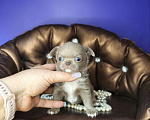 Собаки в Москве: Мини чихуахуа мальчик лилового окраса  Мальчик, 55 000 руб. - фото 3