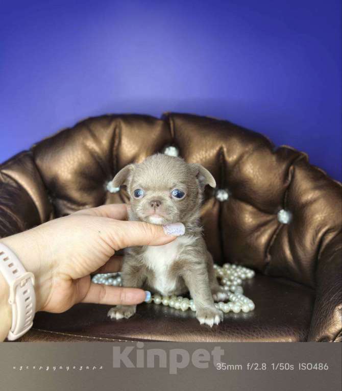 Собаки в Москве: Мини чихуахуа мальчик лилового окраса  Мальчик, 55 000 руб. - фото 3