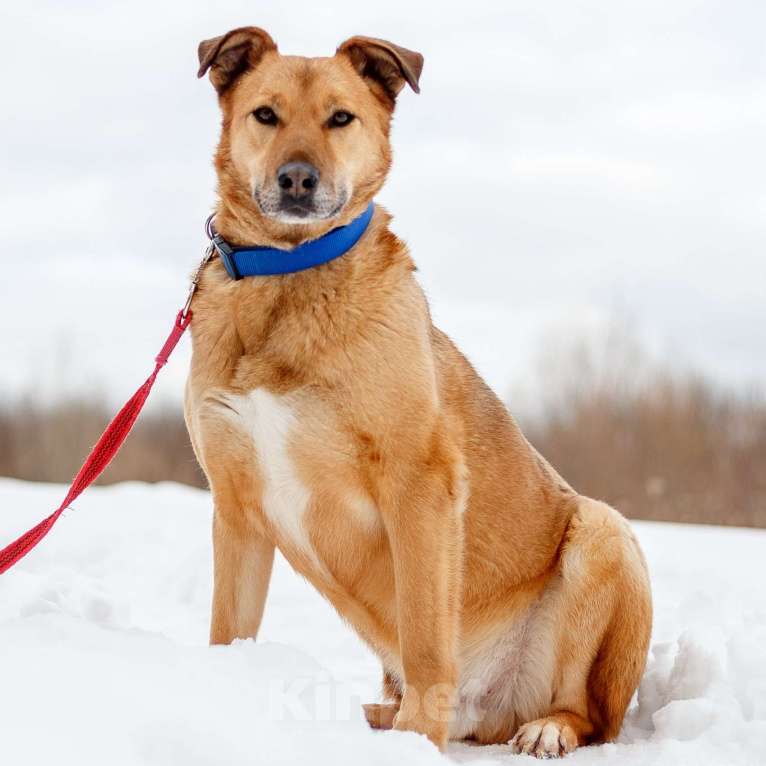 Собаки в Москве: Дик Мальчик, Бесплатно - фото 4
