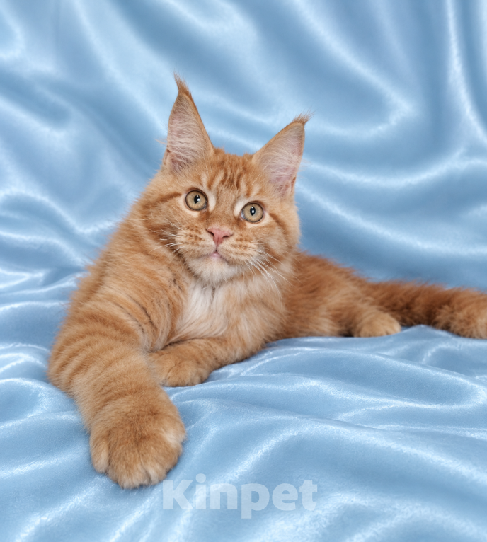 Кошки в Владимире: Котята мейн-кун Мальчик, 60 000 руб. - фото 4
