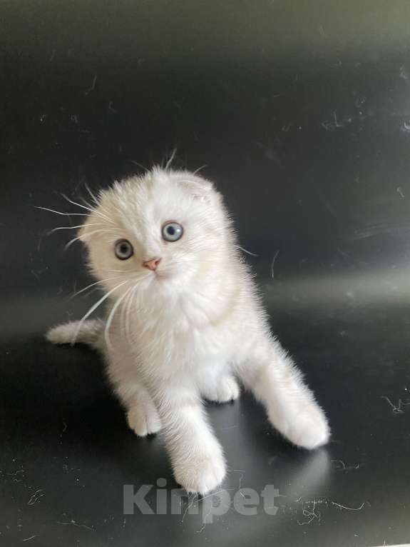 Кошки в Москве: Жан Мальчик, 45 000 руб. - фото 3