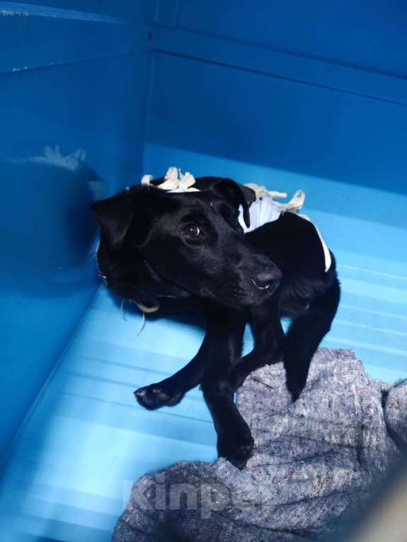 Собаки в Москве: В четверг увозят в гаражи. Ласковая собака Боня Девочка, Бесплатно - фото 2