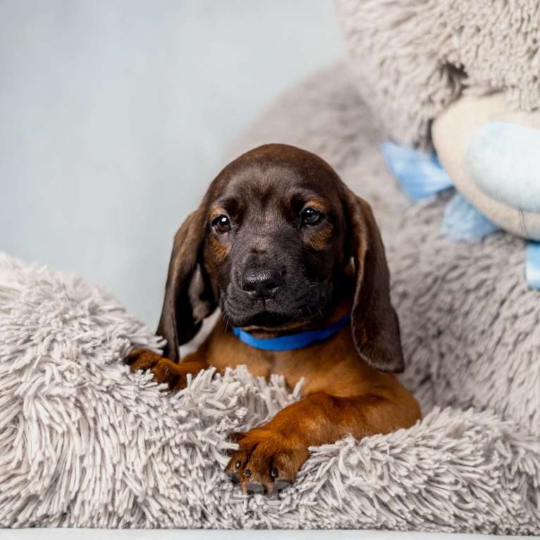Собаки в Москве: Баварская горная гончая щенок Мальчик, Бесплатно - фото 2