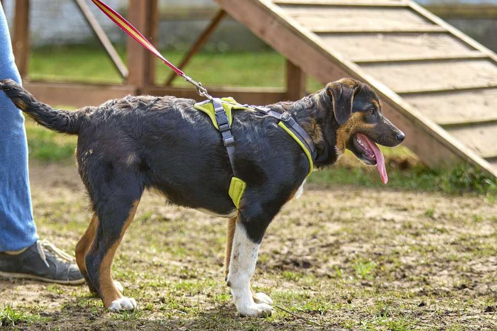 Собаки в Москве: Ищу дом Девочка, 1 руб. - фото 5