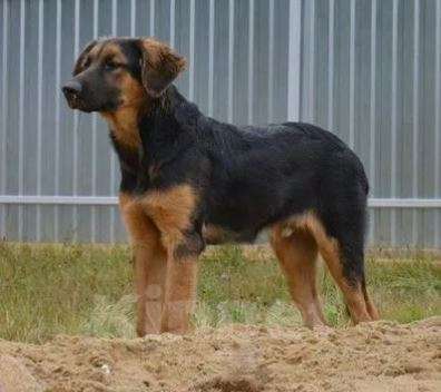 Собаки в Москве: Байкал Мальчик, Бесплатно - фото 3