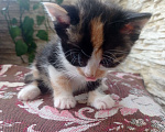 Кошки в Симферополе: Крошка чепрачная окраска трехцветная Девочка, Бесплатно - фото 3