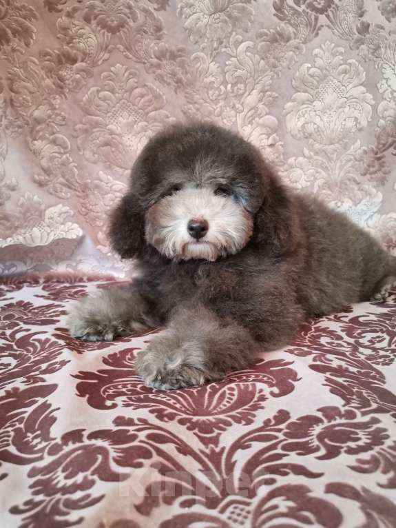 Собаки в Туле: Мальчик той пуделя  Мальчик, Бесплатно - фото 2