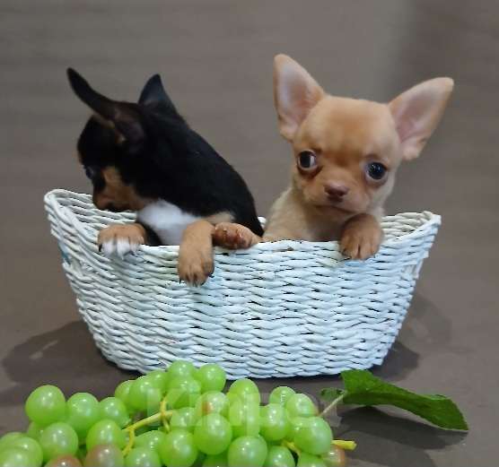 Собаки в Туле: Мальчики и девочки чихуахуа Разнополые, 15 000 руб. - фото 3