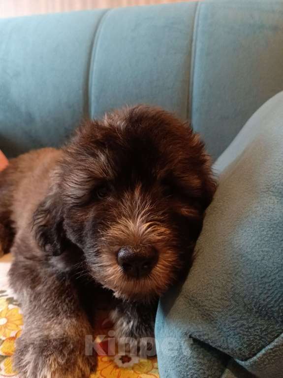 Собаки в других городах Московской области: щенки южнорусской овчарки Мальчик, 50 000 руб. - фото 4