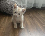 Кошки в Москве: Котенок в добрые руки Мальчик, Бесплатно - фото 5