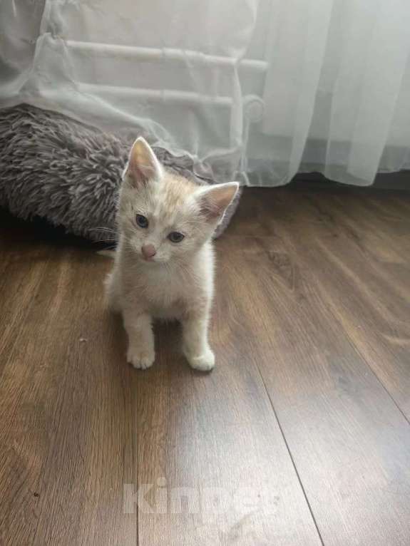 Кошки в Москве: Котенок в добрые руки Мальчик, Бесплатно - фото 5