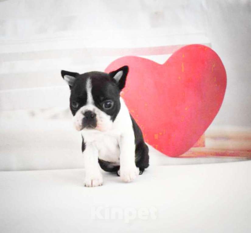 Собаки в Москве: Бостон терьер щенок Мальчик, 80 000 руб. - фото 1