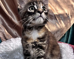 Кошки в Петергофе: Очень яркая девчоночка Девочка, 35 000 руб. - фото 7