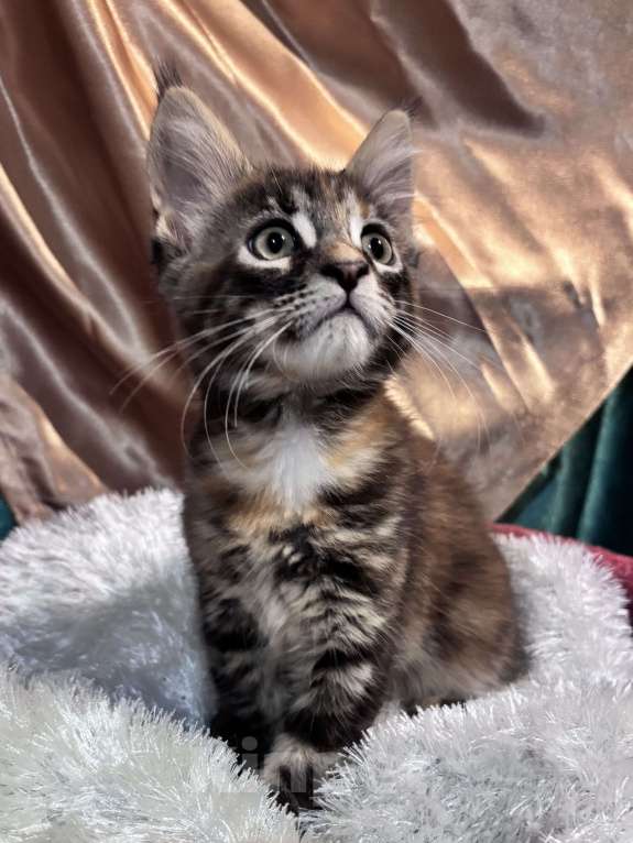 Кошки в Петергофе: Очень яркая девчоночка Девочка, 35 000 руб. - фото 7