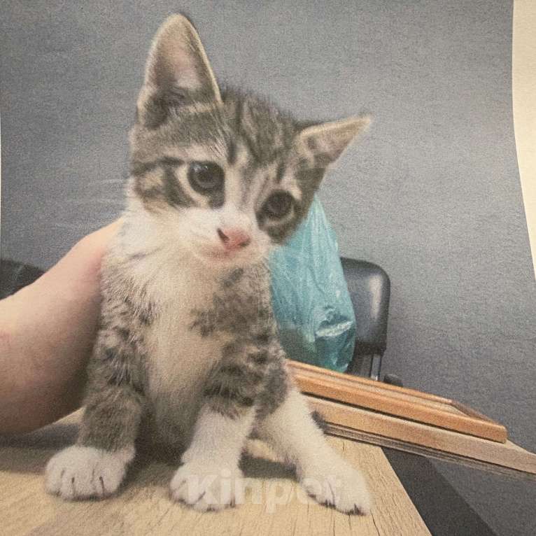 Кошки в Санкт-Петербурге: Котенок  Мальчик, Бесплатно - фото 2