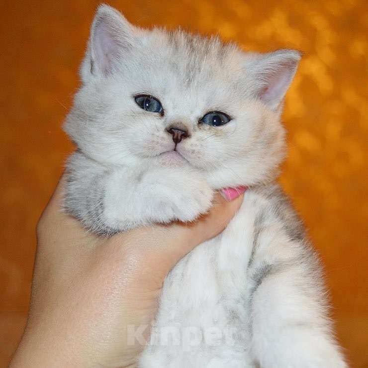Кошки в Москве: Шотландcкие прямоухие/вислоухие и Британские котята купить в Москве, Питомник кошек SILVER SHARM Мальчик, 30 000 руб. - фото 1