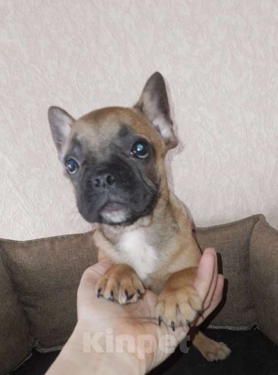 Собаки в Самаре: Девочки - француженки Девочка, 25 000 руб. - фото 4