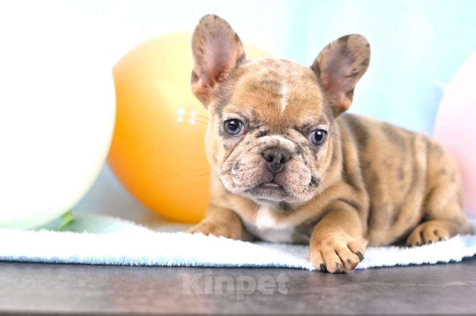 Собаки в Москве: Солнечная девочка Девочка, 60 000 руб. - фото 1