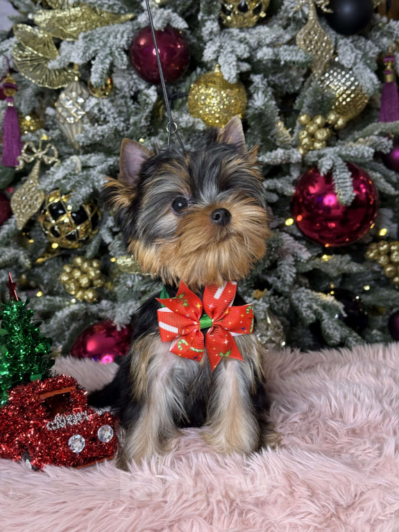 Собаки в Москве: Йоркширский терьер мальчик  Мальчик, 55 000 руб. - фото 6