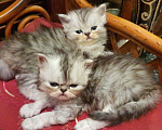 Кошки в Болхове: Персидские котята.Серебристая шиншилла - экстрамал, 1 руб. - фото 1