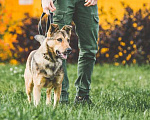 Собаки в Подольске: Нита веселая собачка ищет дом. Девочка, Бесплатно - фото 5