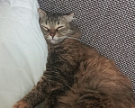 Кошки в Волгограде: Потерялась кошка Девочка, Бесплатно - фото 3