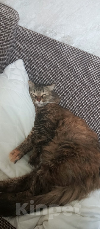 Кошки в Волгограде: Потерялась кошка Девочка, Бесплатно - фото 3