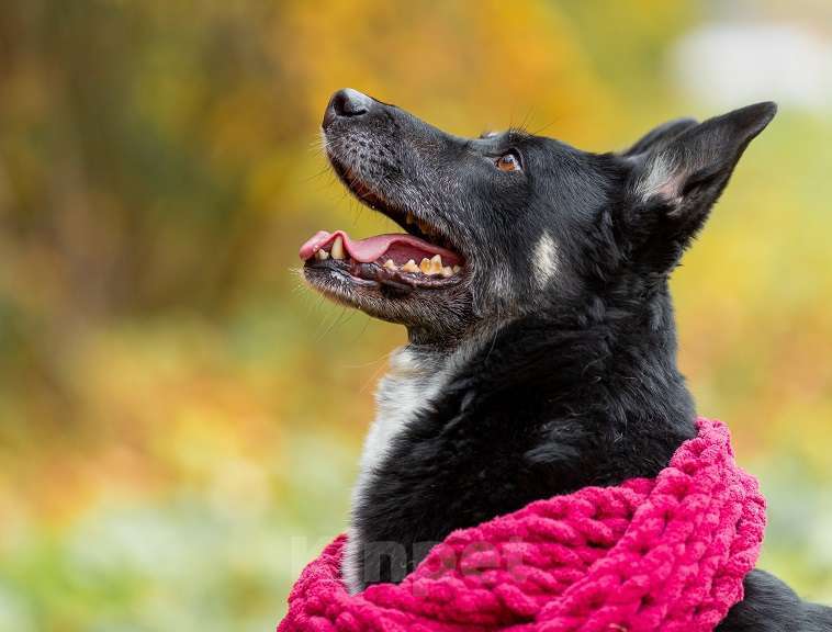 Собаки в Москве: Ампер Мальчик, Бесплатно - фото 6