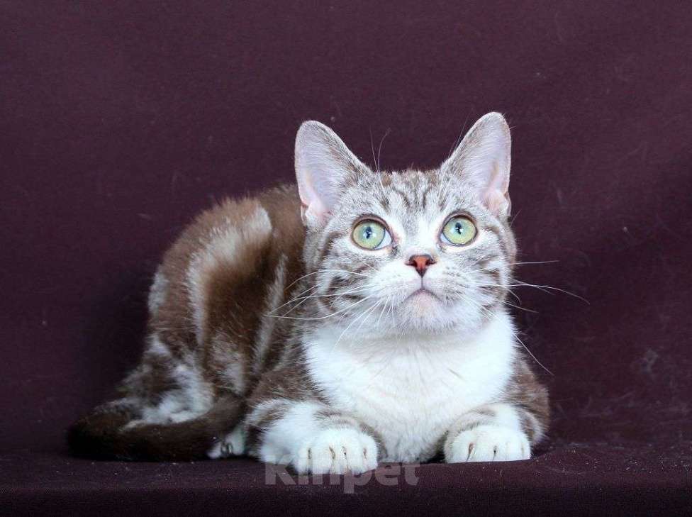 Кошки в Москве: Американский короткошерстный котёнок Мальчик, 60 000 руб. - фото 7