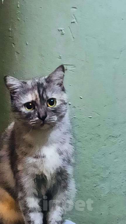 Кошки в Ставрополе: Отдам в добрые руки  Девочка, Бесплатно - фото 3