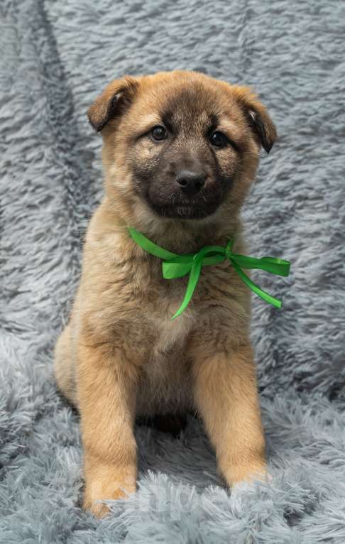 Собаки в Подольске: Алисе нужен дом  Девочка, Бесплатно - фото 2