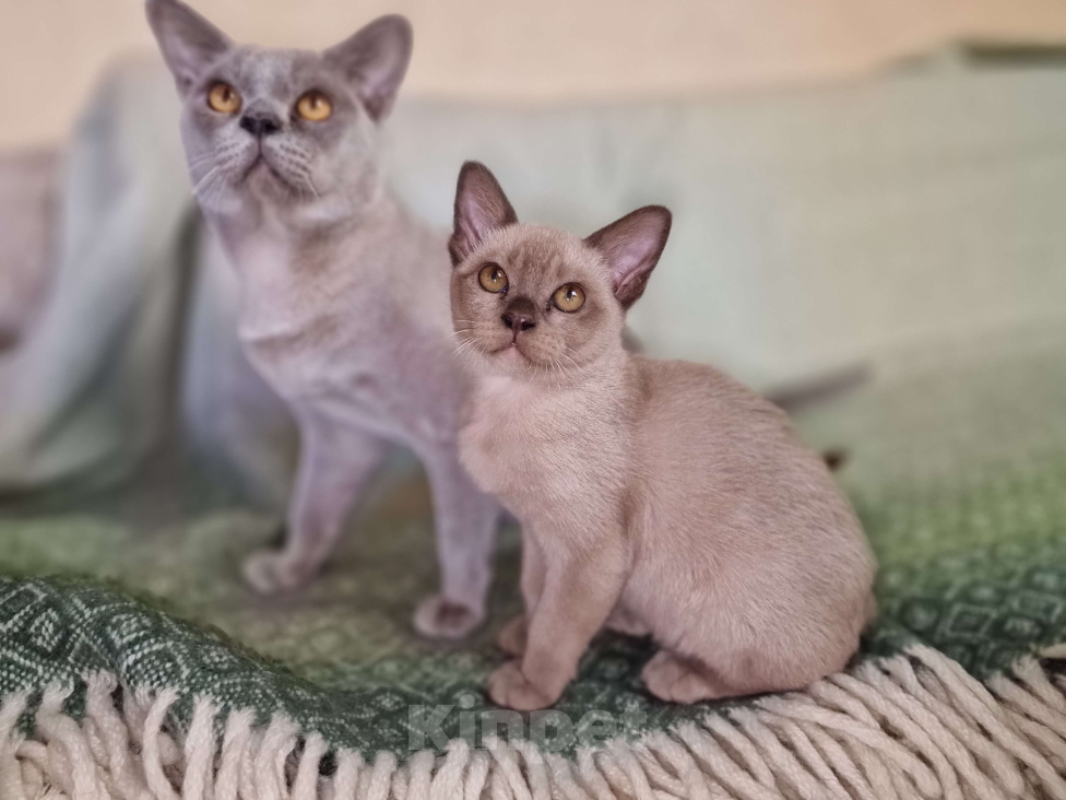 Кошки в Калининграде: Бурманская кошка Девочка, 75 000 руб. - фото 4