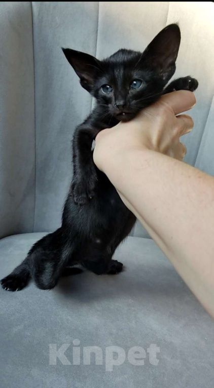 Кошки в Москве: Ориентальные котята, девочки Девочка, 65 000 руб. - фото 1