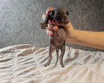Кошки в других городах Московской области: Продажа котата канадский сфинкс Мальчик, 10 000 руб. - фото 3