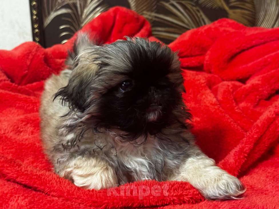 Собаки в Кургане: Щенок пекинеса Мальчик, 20 000 руб. - фото 2