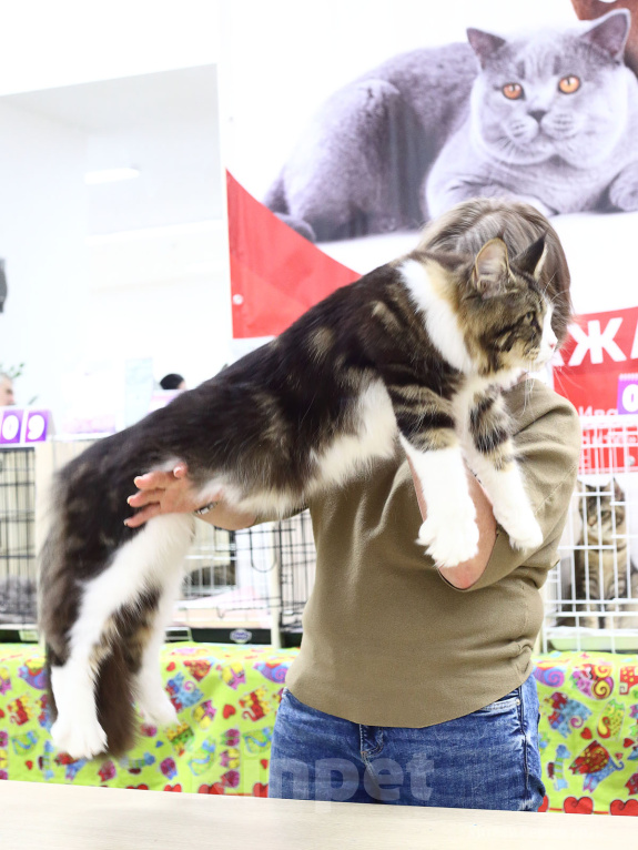 Кошки в других городах Владимирской области: Кот мейн кун Мальчик, 110 000 руб. - фото 4