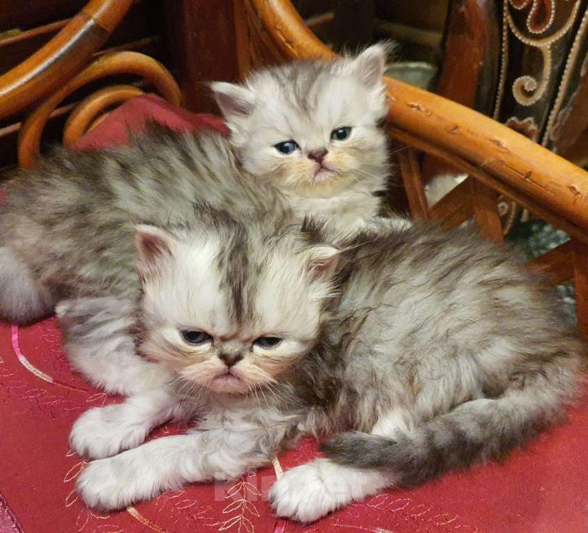 Кошки в Болхове: Персидские котята.Серебристая шиншилла - экстрамал, 1 руб. - фото 1