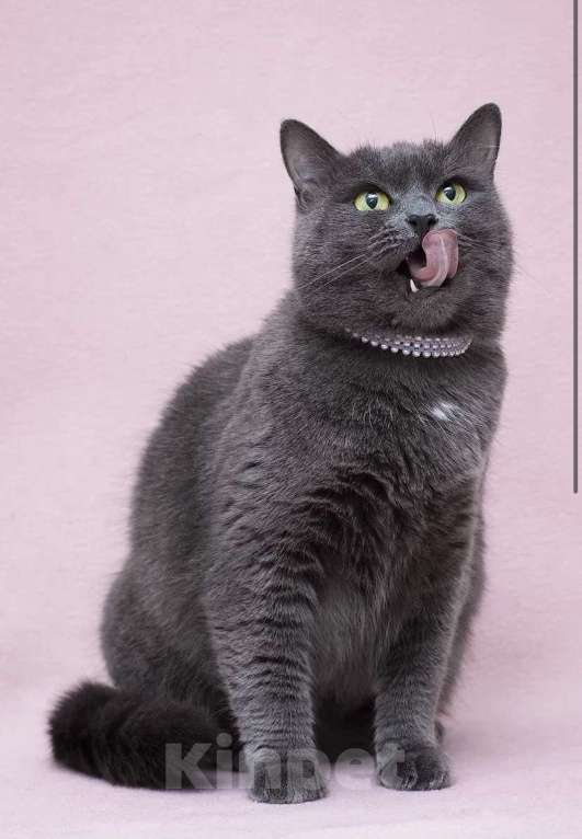 Кошки в Москве: Кошка Марсельеза, не родись красивой …  Девочка, Бесплатно - фото 3