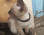 Кошки в Чите: Отдам в хорошие руки хорошого котенка Девочка, Бесплатно - фото 1